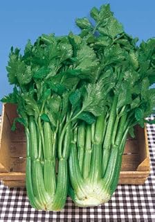 Salerno Seeds Dwarf Celery Sedano D'ELNE 4 Grams Made in Italy Italian Non-GMO