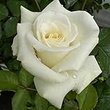 Heirloom Roses Rose Bush - Nona Live White Plant for Outdoor Planting