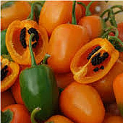 Rocoto Hot Peppers (Orange) Seeds (20+ Seeds) | Non GMO | Vegetable Fruit Herb Flower Seeds for Planting | Home Garden Greenhouse Pack