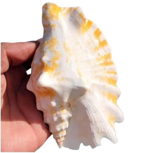 Conchas marinas grandes naturales y caracol morado golondrina 9-11cm