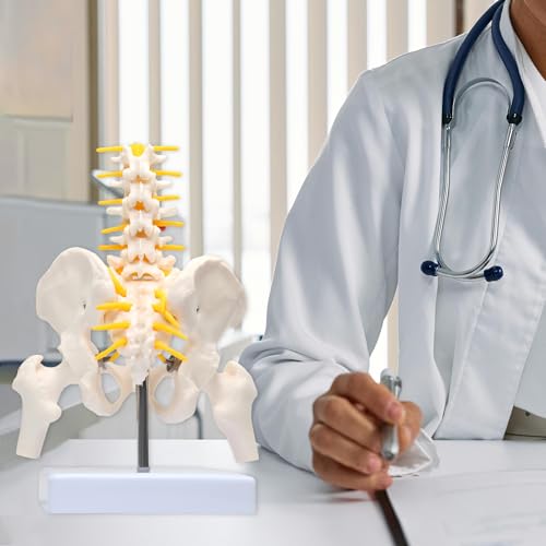 Image of Lumbar Column Spinal Model 8.6 inch Sacrum and Spinal Nerves Anatomy Skeleton Model with Pelvis for Medical Student Learning, Research, Teaching Demonstration | Anatomy Skeleton Model, With Pelvis, For Medical Student Learning, Research, Teaching Demonstration