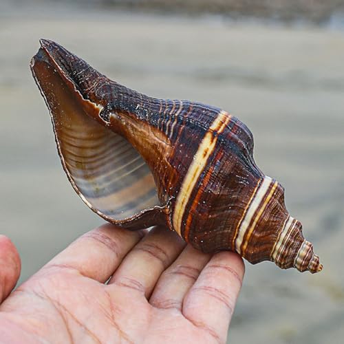 Caracola natural grande para bodas temáticas de playa y centros de mesa 4