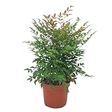 Garden Center Shop | Nandina domestica M19 60 cm | Arbusto Evergreen Elegante | Follaje Bicolor, Flores y Bayas Ornamentales | Verde Refinado para Jardín e Interior