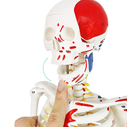 Image of EVOTECH SCIENTIFIC Numbered Mini Human Skeleton Model for Anatomy, 33.5'' Human Skeleton Model with Muscle Insertion & Origin Points Removable Stand for Medical Anatomical Study, Manual Included