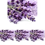 OliveNation Nartural Lavender Extract - 4 oz - Perfect for cakes, whipped creams, teas, chocolates and other delectable desserts - baking-extracts-and-flavorings (Pack of 4)