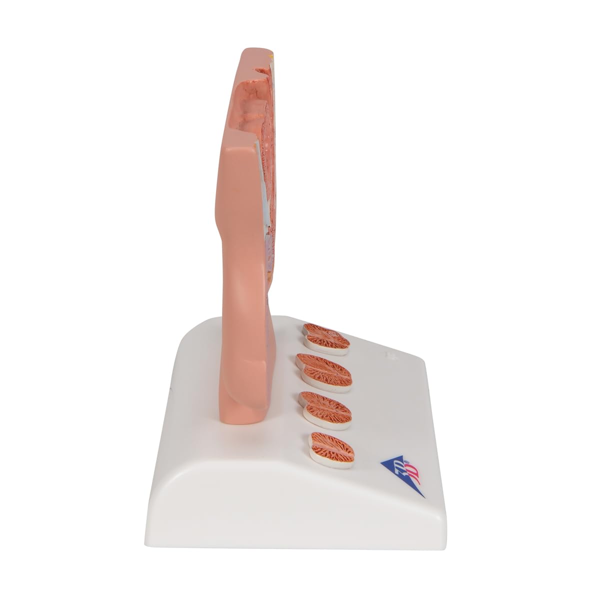 3B Scientific K41 3B Smart Anatomy model prostaty, 1/2 naturalny rozmiar