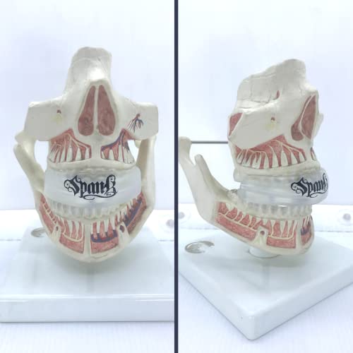 Protetor Bucal Arcada Superior Profissional Moldável - TRANSPARENTE - Spank