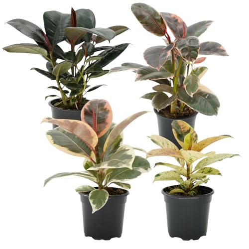 Ficus Tree Four Pack Indoor Plants Live Houseplants - Live Rubber Tree Plants Bundle Includes Ficus Burgundy, Ficus Tineke, Ficus Elastica, and Ficus Ruby