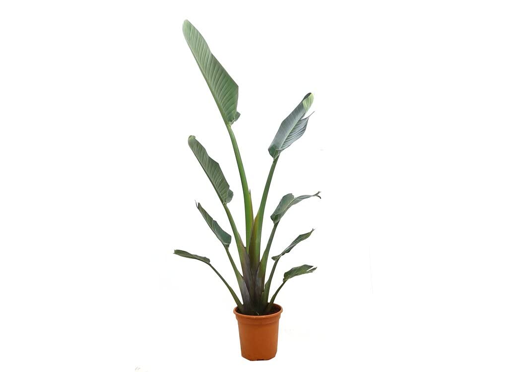 Garden Center Shop | Strelitzia Augusta M24 100-110 cm | Ave del Paraíso | Planta Natural Tropical | Planta de Interior y Exterior | Planta Alta Decorativa Fácil Cuidado