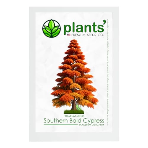 Southern Bald Cypress Tree | Premium Seeds | Taxodium distichum 'Fall' | Plants'® (Premium Seeds, 10)