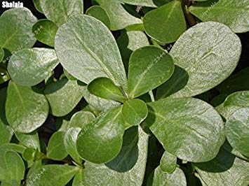 Graines de pourpier rares Pourpier d'extérieur Herbe Bonsaï Plante de jardin en pot pour la plantation en pot de fleurs Paquet de 500 graines