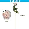 cn-Knight 6pcs Eden Artificial Flowers, 24 Inch Super Long Stem David Austin Rose, Real Touch Silk Cabbage Rose for Home Decor Centerpiece Crafts Wedding Bouquet Supply, Champagne #1