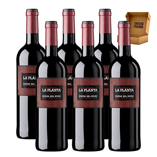 Arzuaga - Envío Gratis 24 H - Vino Tinto Ribera Del Duero -Vino Regalo - Cosecha Privada 6 X Botella 75 Cl, Roble - La Planta Arzuaga - Envío Gratis 24 H - Vino Tinto Ribera Del Duero -Vino Regalo - Cosecha Privada 6 X Botella 75 Cl, Roble - La Planta