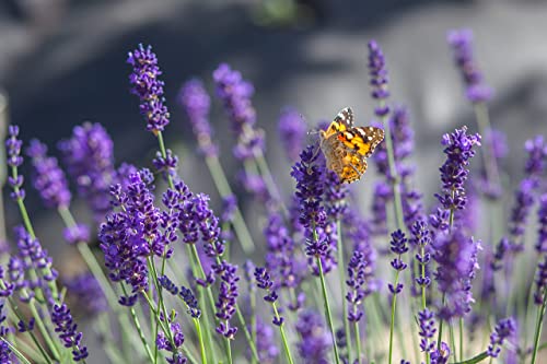 600+ Lavender Seeds For Planting - Heirloom Non-Gmo Usa Grown - English Lavender Vera Herb Seeds In Premium Packaging By Rdr Seeds #TOP1