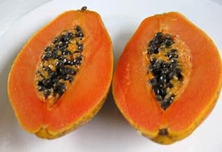 20+ Red Paw Paw Seeds for Home Gardening and Planting Seeds