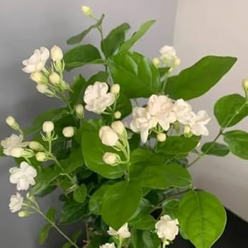 ZXXYANBI Arabian Jasmine (Bell Full -Double Petal) Flower Live