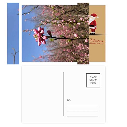 Bourgeons de fleurs de printemps sur vos cartes postales : lot de 20 pour correspondre avec soin