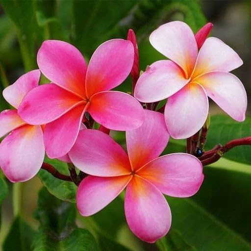 Image of Champa Plumeria Pink Live Plant | Frangipani Pink Flower Plant with Pot | Live Ornamental Flowering Plant for Home Garden Balcony Terrace