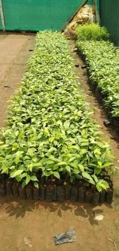 Golden Bloom Pack Of 6 African Mahogany Live Plants 6 (Big Leaf Mahogany, Swetania Mahogany) for Planting (B0CL55YH28) Amazon Price History, Amazon Price Tracker