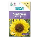 Back to The Roots 100% Organic Seed Packet - Sunflower 'Lemon Queen' 700mg