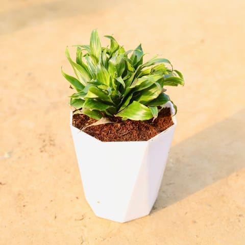 Best Nursery Dracaena Compacta in 6 Inch Plant Marble White Premium Diamanti Plastic Pot-image-21