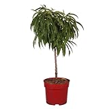 Zwergpfirsich 'Jarm Anao', Pfirsichbaum, Obstbaum, Gartenpflanze, pflegeleicht, kompakt,...