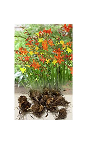 50 Crocosmia Mixed Montbretia Bulbs/Corms Hardy Summer Garden Perennial : - by GARTHWAITE NURSERIES® : - UK Stockist
