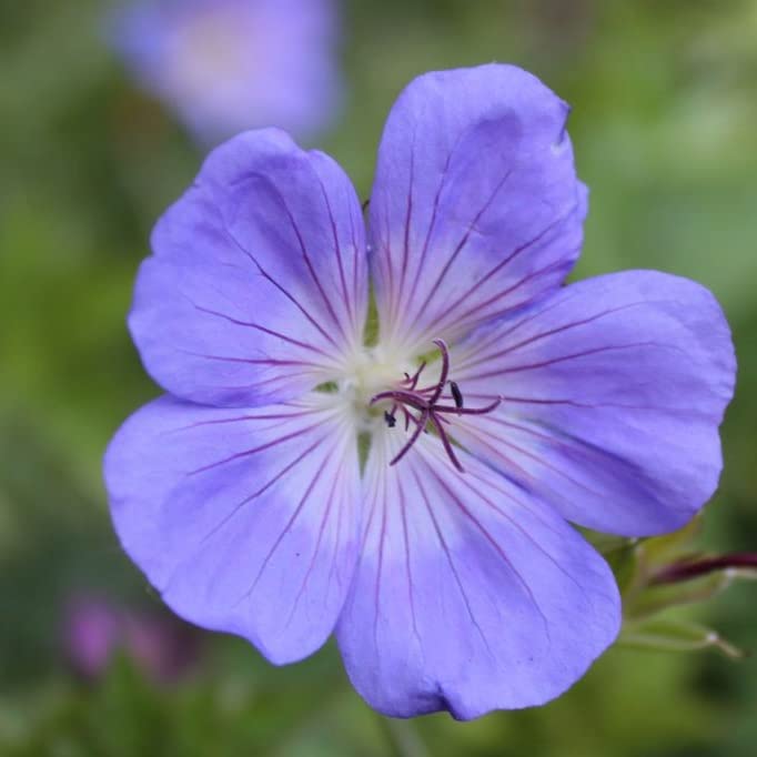 6x Géranium vivace 'Brookside' - Geranium ‘Brookside’ - Godet 9x9cm