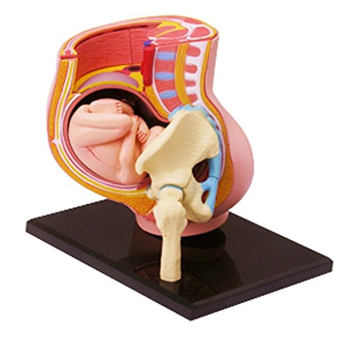 4D Vision Human Anatomy - Pregnancy Anatomical Model