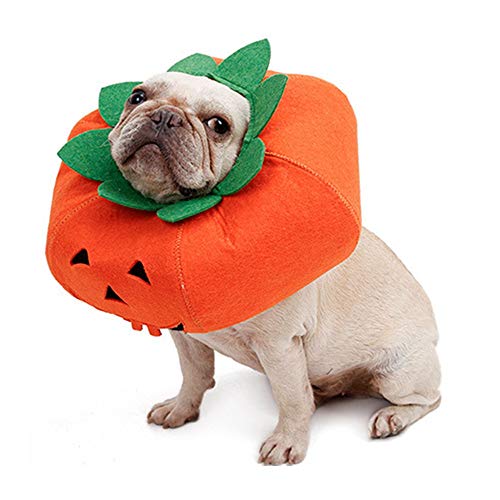 Goglor Déguisement de citrouille pour animal domestique Halloween Cosplay Taille unique