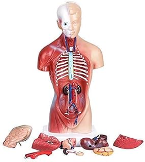 Human Torso Body Model Anatomy Anatomical Medical Internal Organs for Teaching Detachable Educational Medical Science Model New