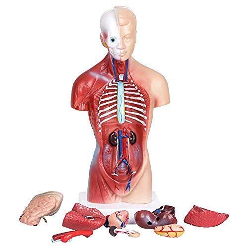 Human Torso Body Model Anatomy Anatomical Medical Internal Organs for Teaching Detachable Educational Medical Science Model New