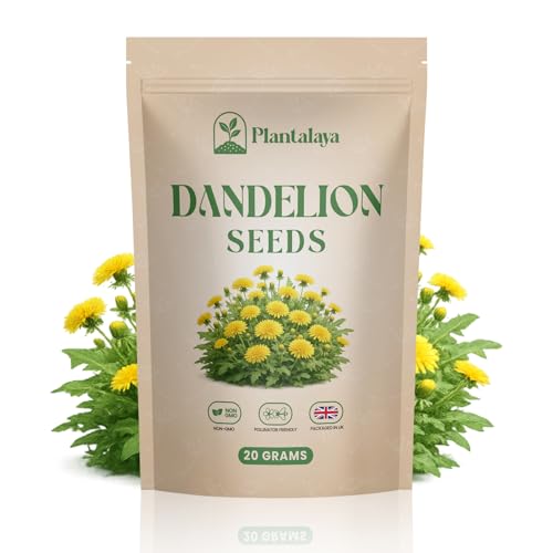 Dandelion Seeds for Planting & Pet Forage Tortoise Rabbit & Guinea Pig Food Easy Grow Edible Herb Garden Seeds Taraxacum Officinale (20g)