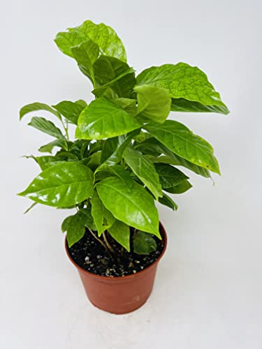 Jm Bamboo Arabica Coffee Bean Plant cover