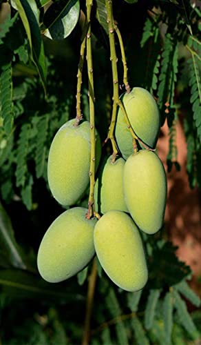 Bhumi Enterprise Gir Kesar Mango/Kashir Mango Grafted " Hybrid 1 Healthy Live Plant (Fruit After 1 Year) (B0BTJ6PXRS) Amazon Price History, Amazon Price Tracker