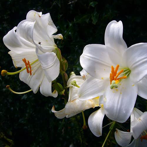 Plant World Seeds - Lilium Candidum Seeds