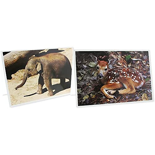 Blank Baby Animal Greeting Cards With Envelopes For All Occasions (4X6 In, 36 Pack) #TOP7