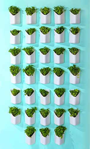 Image of BLUME Prism Plastic Small Wall Hanging Planters Set Hook Hanging Flower Pot for Indoor Outdoor Living Home Gardening Plant Container Pot (White, Set of 50)