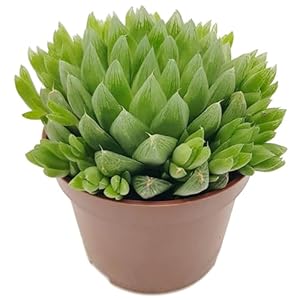 Fangblatt Haworthia Turgida Hybride Sukkulente im 10cm Topf