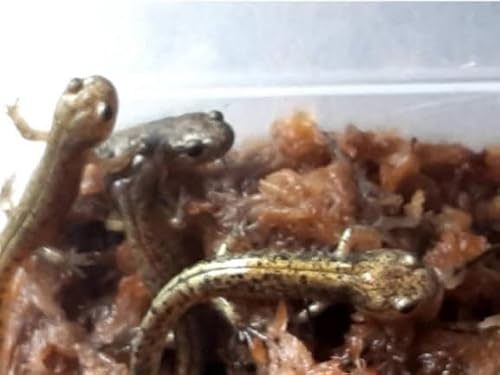北海道産 エゾサンショウウオ 2尾 上陸個体 人馴れ、餌食い良好