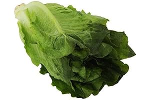 CrispRomaine: Your Go-to Source for Fresh, Leafy Green Goodness