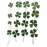 12 Pcs Dried Pressed Four Leaf Clover for Art Crafts DIY, YUNZHI Flat Leaves for Resin,Jewelry Making, Scrapbooking, Soap and Candle Making (Mix 4 Size)