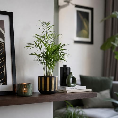 Image of Urban Plant Black Gold Stripe Handcrafted Terracotta Planter | Luxury Indoor Clay Pot for Living Room | Artisan Decorative Flower Pot | Modern Home Decor | Drainage Hole | 4.5 Inch