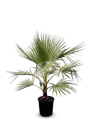 Sunny Tree - Palma - Washingtonia Robusta - 140-160 centimetri incluso vaso - Palma messicana