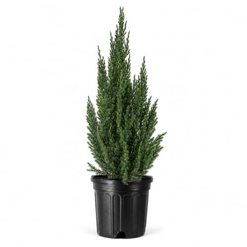 Blue Point Juniper | 1 Large Trade Gallon Size Plant | Juniperus Chinensis | Drought Tolerant, Evergreen Landscape, Low Maintenance, Privacy Screen, Fast Growing, Outdoor Shrub, Year-Round Interest