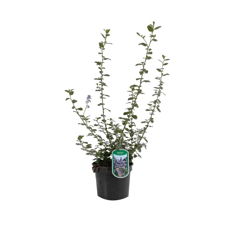 Lilas de Californie 'Burkwoodii' Ceanothus 40-60 cm pot
