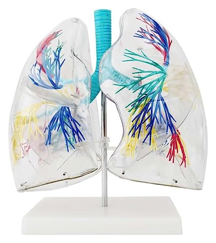 Modèle de poumon transparent 3D : la solution pour comprendre la structure bronchique