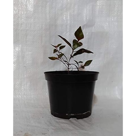 Eucalyptus Silver Princess, Gum, Eucalyptus Caesia Gum Plant in a 17cm. - 2 Litre Pot Cover