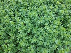 Alfalfa Seed 1lb Bag (Coated)