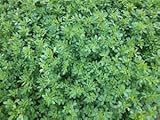 Alfalfa Seed 5lb Bag (Coated)